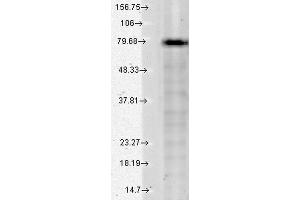 Western Blot analysis of Human Cell lysates showing detection of KCNQ1 protein using Mouse Anti-KCNQ1 Monoclonal Antibody, Clone S37A-10 . (KCNQ1 Antikörper  (AA 2-101) (Atto 594))