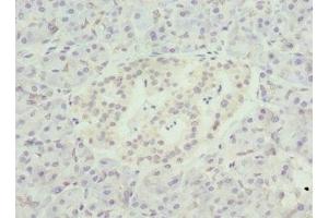 Immunohistochemistry of paraffin-embedded human pancreatic tissue using ABIN7161578 at dilution of 1:100 (NMNAT1 Antikörper  (AA 1-279))