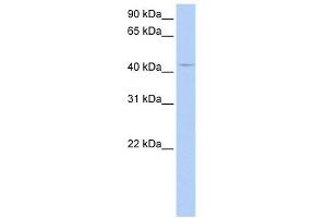PECI antibody used at 1 ug/ml to detect target protein.