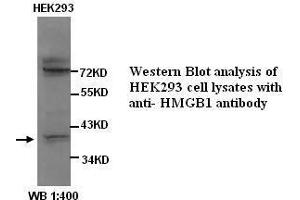 Image no. 1 for anti-High Mobility Group Box 1 (HMGB1) antibody (ABIN790975) (HMGB1 Antikörper)