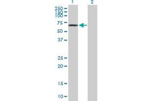 Western Blot analysis of NUP85 expression in transfected 293T cell line by NUP85 MaxPab polyclonal antibody. (NUP85 Antikörper  (AA 1-656))