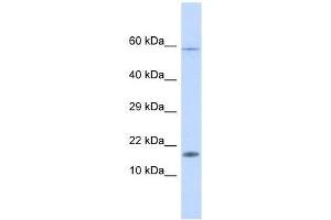 Western Blot showing HERC4 antibody used at a concentration of 1. (HERC4 Antikörper  (Middle Region))