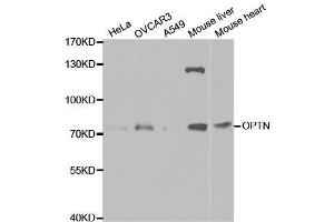 Western blot analysis of extracts of various cell lines, using OPTN antibody. (OPTN Antikörper  (AA 1-577))