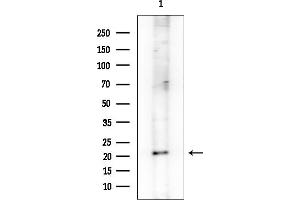 anti-MAX Dimerization Protein 4 (MXD4) antibody