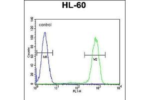 Flow cytometric analysis of HL-60 cells (right histogram) compared to a negative control cell (left histogram). (Caspase 12 Antikörper  (AA 165-193))