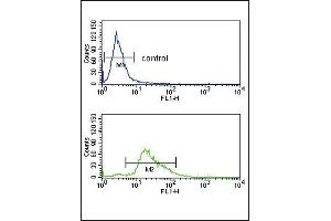PLG Antibody (C-term) (ABIN391479 and ABIN2841449) flow cytometry analysis of K562 cells (bottom histogram) compared to a negative control cell (top histogram). (PLG Antikörper  (C-Term))