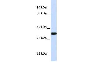 WB Suggested Anti-GAPDH Antibody Titration:  0. (GAPDH Antikörper  (N-Term))