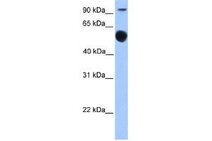 WB Suggested Anti-EBF1 Antibody Titration:  0. (EBF1 Antikörper  (N-Term))