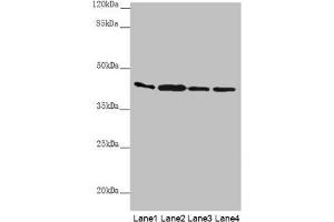 Western blot All lanes: AKR7A2 antibody at 0. (AKR7A2 Antikörper  (AA 100-359))