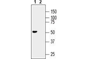 Western blot analysis of mouse brain lysate:1. (GDNF Family Receptor alpha 3 (GFRA3) Peptid)