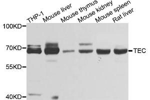 Western blot analysis of extracts of various cell lines, using TEC antibody (ABIN4905390) at 1:1000 dilution. (NR4A3 Antikörper)