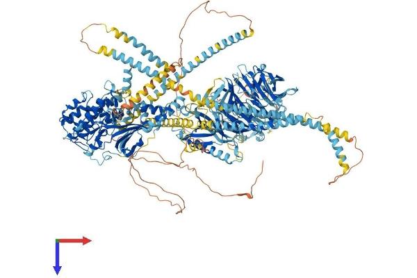 MRCKG Protein (AA 1-1551) (His tag)