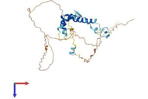 SPRY1 Protein (AA 1-319) (His tag)