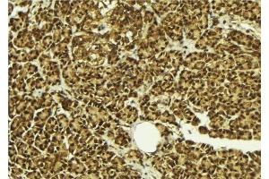 ABIN6279094 at 1/100 staining Mouse pancreas tissue by IHC-P. (AFF4 Antikörper  (C-Term))