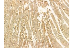 PEX7 Mouse Monoclonal Antibody at 1/100 staining mouse heart tissue by IHC-P.