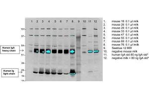 Identification of b12A2 antibody secreted in the milk of transgenic mice using western blotLanes 1-8 are milk samples collected from individual mice, lane 9 is the molecular weight marker, lane 10 is milk from a negative control mouse, lane 11 is a known concentration of standard human IgA (p/n 009-0106) at 80 ng/lane, lane 12 is negative control mouse milk spiked with standard human IgA. (Human IgA Isotyp-Kontrolle)