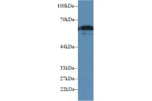 Western Blotting (WB) image for anti-Fucosyltransferase 4 (Alpha (1,3) Fucosyltransferase, Myeloid-Specific) (FUT4) (AA 144-389) antibody (ABIN7440164)