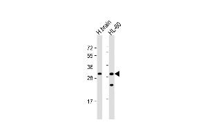 All lanes : Anti-FGFBP3 Antibody (C-term) at 1:1000 dilution Lane 1: human brain lysate Lane 2: HL-60 whole cell lysate Lysates/proteins at 20 μg per lane. (FGFBP3 Antikörper  (C-Term))