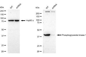 Western blotting analysis using Phosphoglycerate kinase 1 antibody (ABIN7799810). (Rekombinanter PGK1 Antikörper)