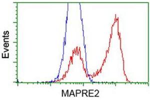 HEK293T cells transfected with either RC200259 overexpress plasmid (Red) or empty vector control plasmid (Blue) were immunostained by anti-MAPRE2 antibody (ABIN2454584), and then analyzed by flow cytometry. (MAPRE2 Antikörper)