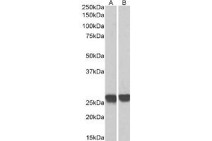 Biotinylated ABIN4902647 (0. (GRB2 Antikörper  (C-Term) (Biotin))