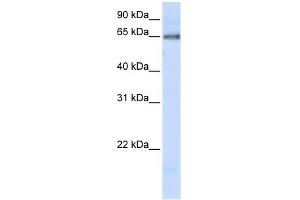 DCLRE1C antibody used at 1 ug/ml to detect target protein. (DCLRE1C Antikörper)