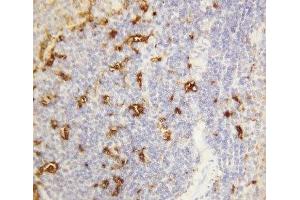 IHC-P: Alpha Amylase 1 antibody testing of rat spleen tissue (Alpha-amylase 1 Antikörper  (N-Term))