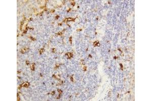 IHC-P: Alpha Amylase 1 antibody testing of rat spleen tissue