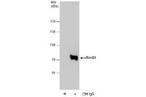 IP Image Immunoprecipitation of RecQ1 protein from HeLa whole cell extracts using 5 μg of RecQ1 antibody [C1C3], Western blot analysis was performed using RecQ1 antibody [C1C3], EasyBlot anti-Rabbit IgG  was used as a secondary reagent. (RecQ Protein-Like (DNA Helicase Q1-Like) (RECQL) (C-Term) Antikörper)