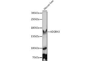 Western blot analysis of extracts of Mouse liver, using  Rabbit pAb (ABIN7267292) at 1:1000 dilution. (GPR125 Antikörper  (AA 370-600))