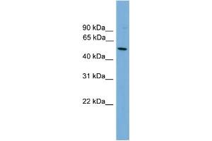 WB Suggested Anti-HLA-F Antibody Titration:  0. (HLA-F Antikörper  (N-Term))