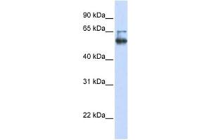 LENG4 antibody used at 1 ug/ml to detect target protein. (MBOAT7 Antikörper  (C-Term))