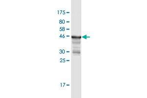 Western Blot detection against Immunogen (49. (MREG Antikörper  (AA 1-214))