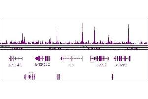 RBBP5 antibody (pAb) tested by ChIP-Seq. (RBBP5 Antikörper  (C-Term))