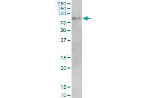 Western Blotting (WB) image for anti-Mitofusin 2 (MFN2) (AA 661-758) antibody (ABIN599101) (MFN2 Antikörper  (AA 661-758))