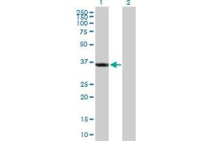 Western Blot analysis of SGTA expression in transfected 293T cell line by SGTA MaxPab polyclonal antibody. (SGTA Antikörper  (AA 1-313))