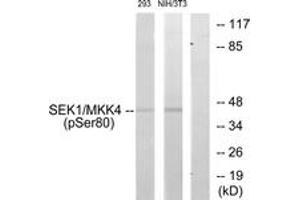 Western blot analysis of extracts from 293 cells and NIH-3T3 cells, using SEK1/MKK4 (Phospho-Ser80) Antibody. (MAP2K4 Antikörper  (pSer80))