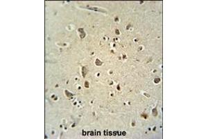 ATPGD1 antibody (N-term) (ABIN654537 and ABIN2844255) immunohistochemistry analysis in formalin fixed and paraffin embedded human brain tissue followed by peroxidase conjugation of the secondary antibody and DAB staining. (CARNS1 Antikörper  (N-Term))