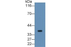 Detection of FGL1 in Human Placenta lysate using Monoclonal Antibody to Fibrinogen Like Protein 1 (FGL1) (FGL1 Antikörper  (AA 23-312))