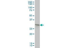 LFNG monoclonal antibody (M01), clone 2D10-3C11 Western Blot analysis of LFNG expression in HL-60 . (LFNG Antikörper  (AA 1-250))