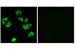 Immunofluorescence analysis of A549 cells, using LILRB4 antibody. (LILRB4 Antikörper  (Internal Region))