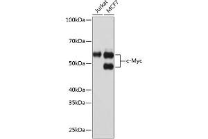 Western blot analysis of extracts of various cell lines, using c-Myc antibody (ABIN7268711) at 1:1000 dilution. (c-MYC Antikörper)
