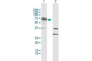 Western Blot analysis of IKZF4 expression in transfected 293T cell line by IKZF4 MaxPab polyclonal antibody. (IKZF4 Antikörper  (AA 1-544))
