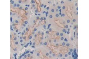 IHC-P analysis of Mouse Tissue, with DAB staining. (MFGE8 Antikörper  (AA 159-417))