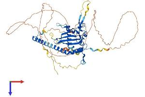 NAP1L3 Protein (AA 1-544) (His tag)