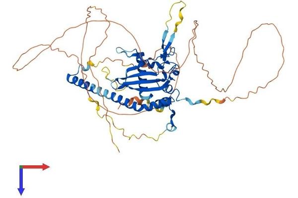 NAP1L3 Protein (AA 1-544) (His tag)