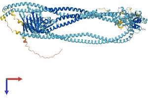 SMC1B Protein (AA 1-1248) (His tag)