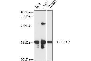 Western blot analysis of extracts of various cell lines, using TR antibody  at 1:1000 dilution. (TRAPPC2 Antikörper  (AA 1-140))