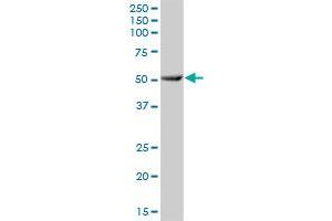 Western Blotting (WB) image for anti-Cytochrome P450, Family 3, Subfamily A, Polypeptide 7 (CYP3A7) (AA 1-503) antibody (ABIN947770)