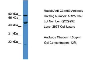 WB Suggested Anti-C3orf59  Antibody Titration: 0. (MB21D2 Antikörper  (C-Term))
